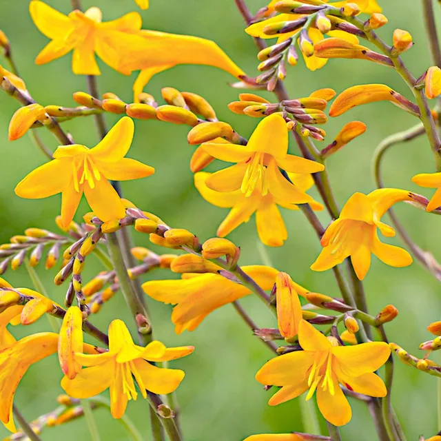 Bakker 20 Crocosmia Sunglow bulbe 8-10cm jaune