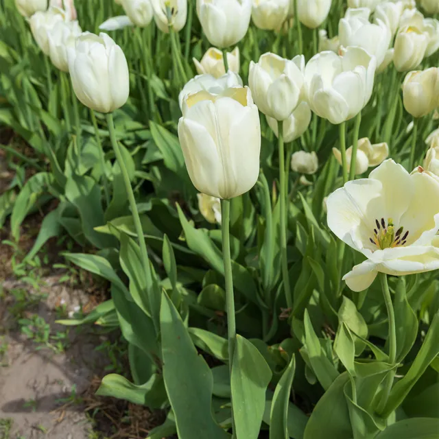 Bakker Bulbes à fleurs Tulipes longues tiges blanches 5 bulbes blancs