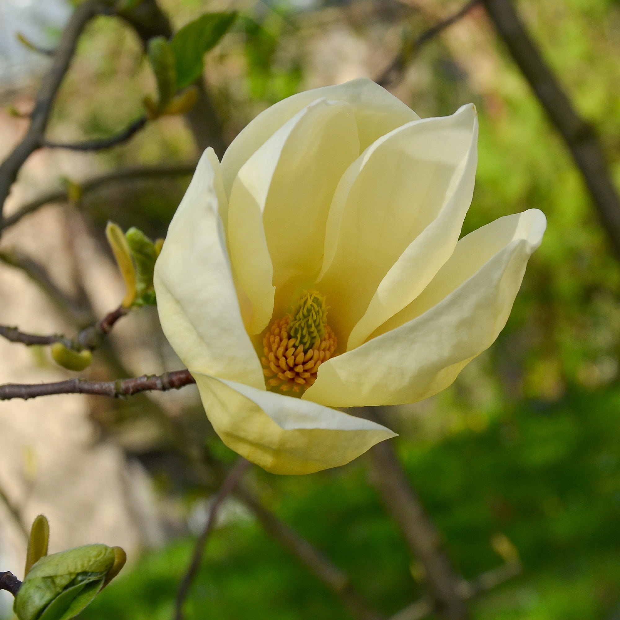 Bakker Magnolia Yellow Lantern arbuste fleur jaune pot 2L 25-30cm