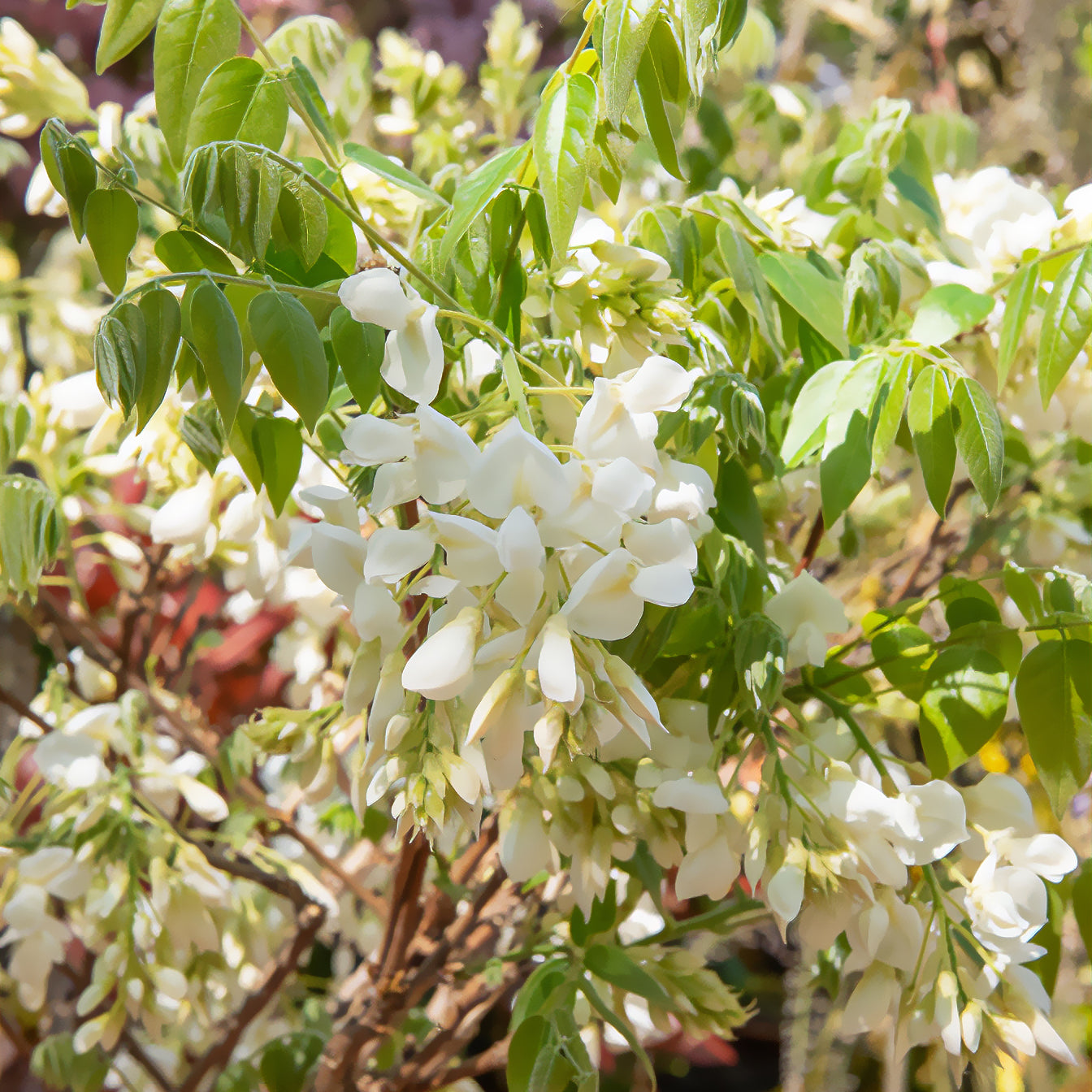 Bakker Shiro Kapitan glycine plante grimpante blanche pot 2L