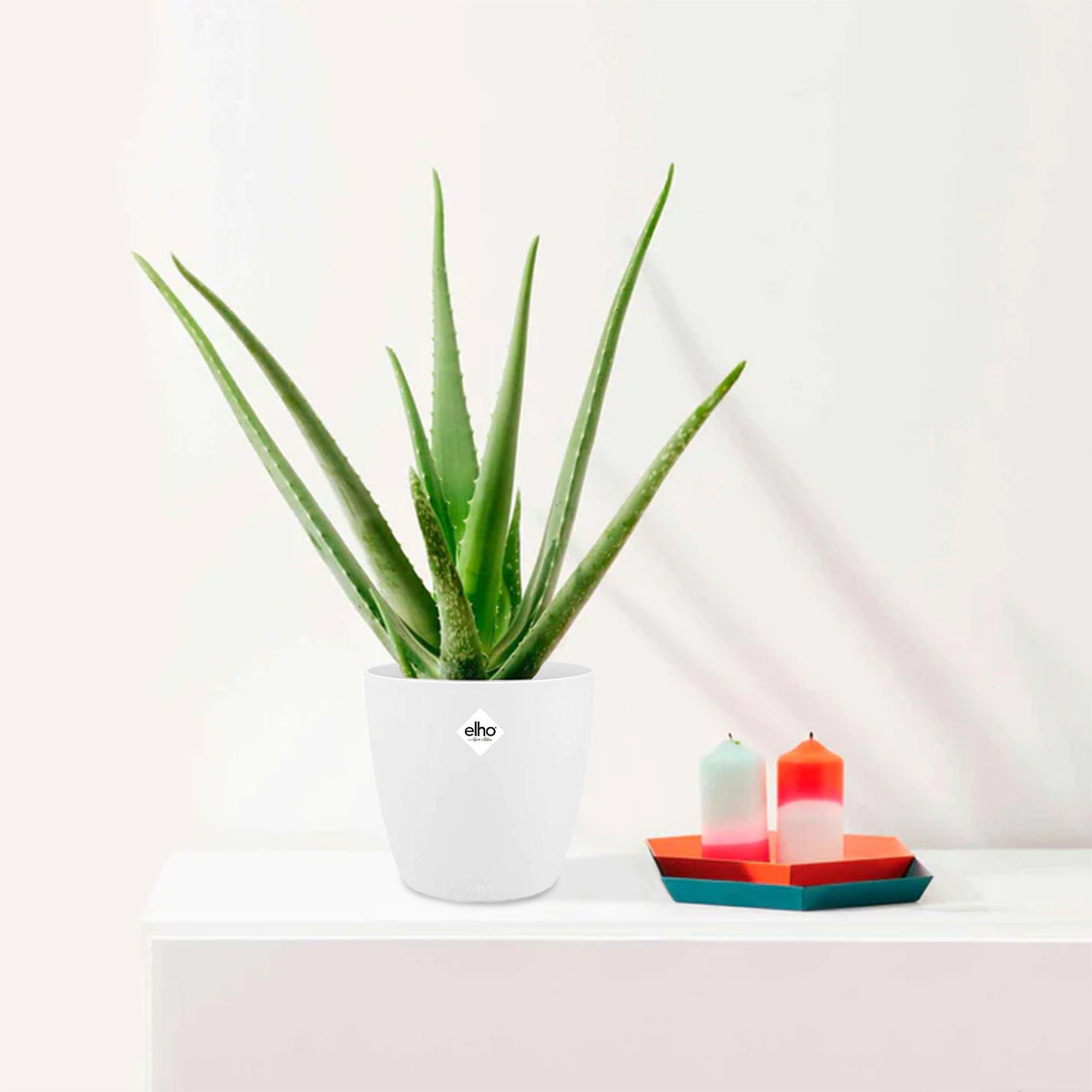 Bakker Aloe vera plante verte 2 pots 14cm blanc 40cm