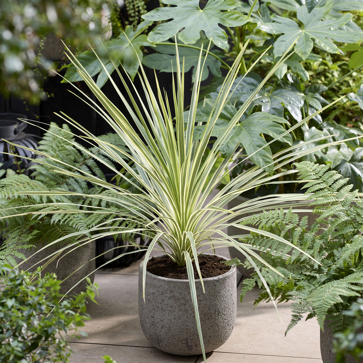 Bakker Cordyline australis Lime Passion arbuste pot 9cm jaune