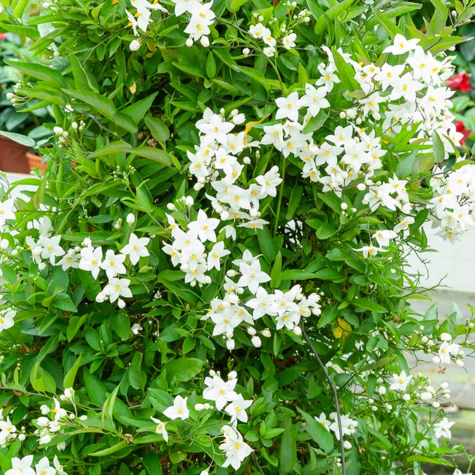 Bakker Morelle faux-jasmin grimpante pot 9cm fleurs blanches