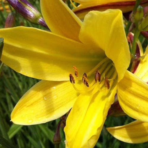 Bakker Hémérocalle Lemon Bells vivace pot Ø 9cm jaune