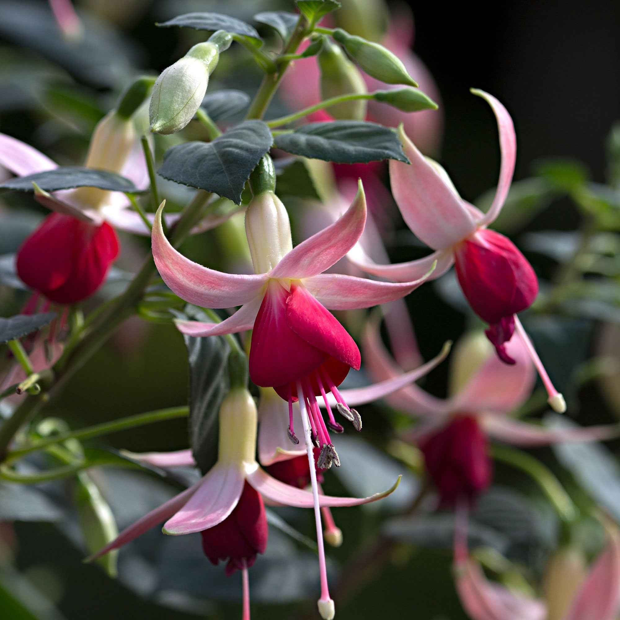 Bakker Celia Smedley fuchsia 3 pots Ø9cm rouge