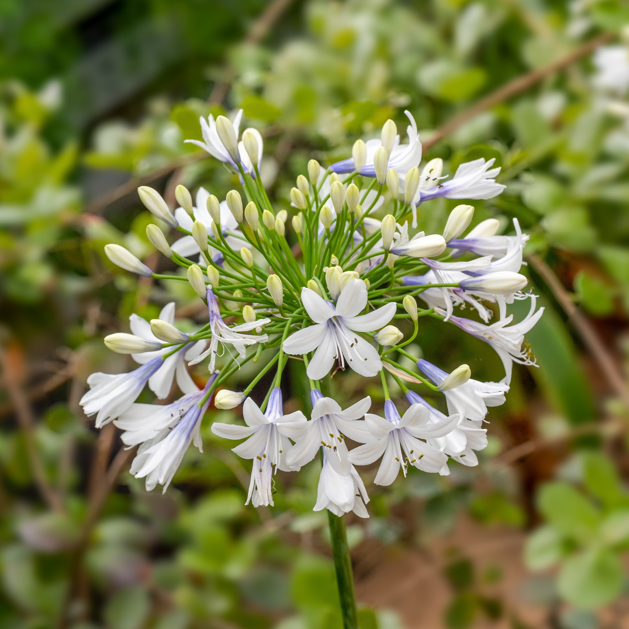 Bakker Agapanthe Queen Mum grande fleur bicolore pot 9cm