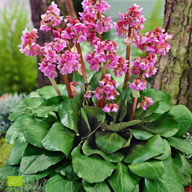Bakker Bergenia Eroica bergénia vivace pot 9cm fleur rouge