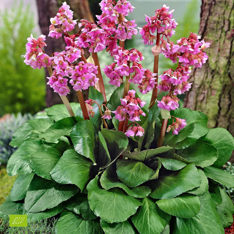 Bakker Bergenia Eroica bergénia vivace pot 9cm fleur rouge