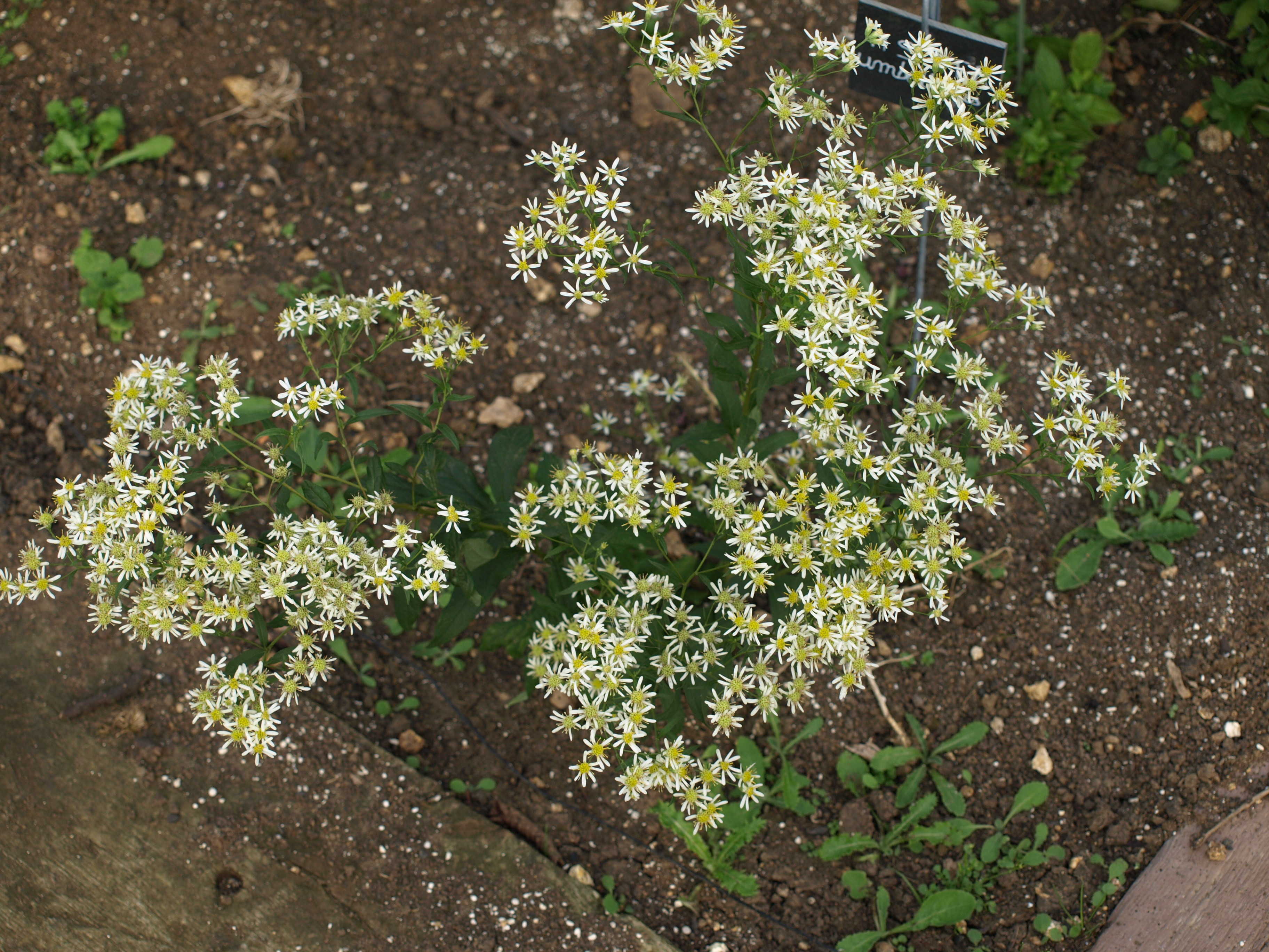 Passion Vivaces Aster umbellatus aster blanc godet fleurs blanches