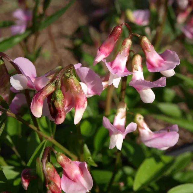 Passion Vivaces Lathyrus vernus Albo Roseus gesse pot 1L rose