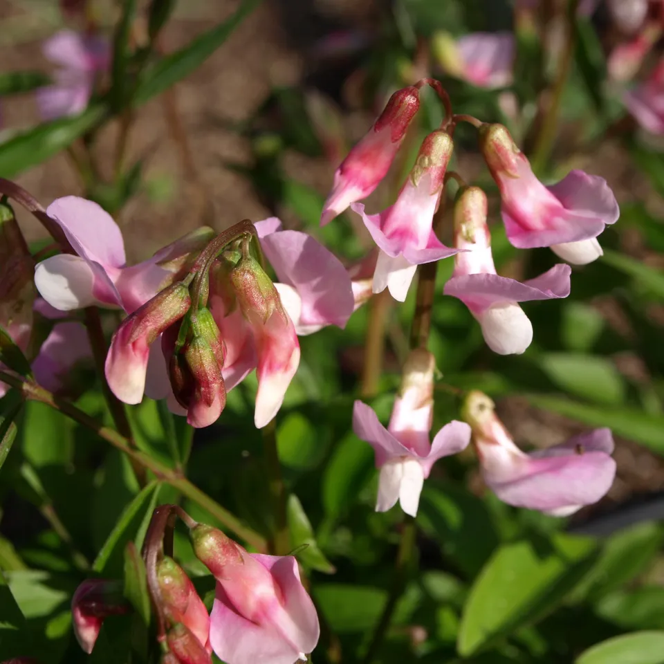 Passion Vivaces Lathyrus vernus Albo Roseus gesse pot 1L rose