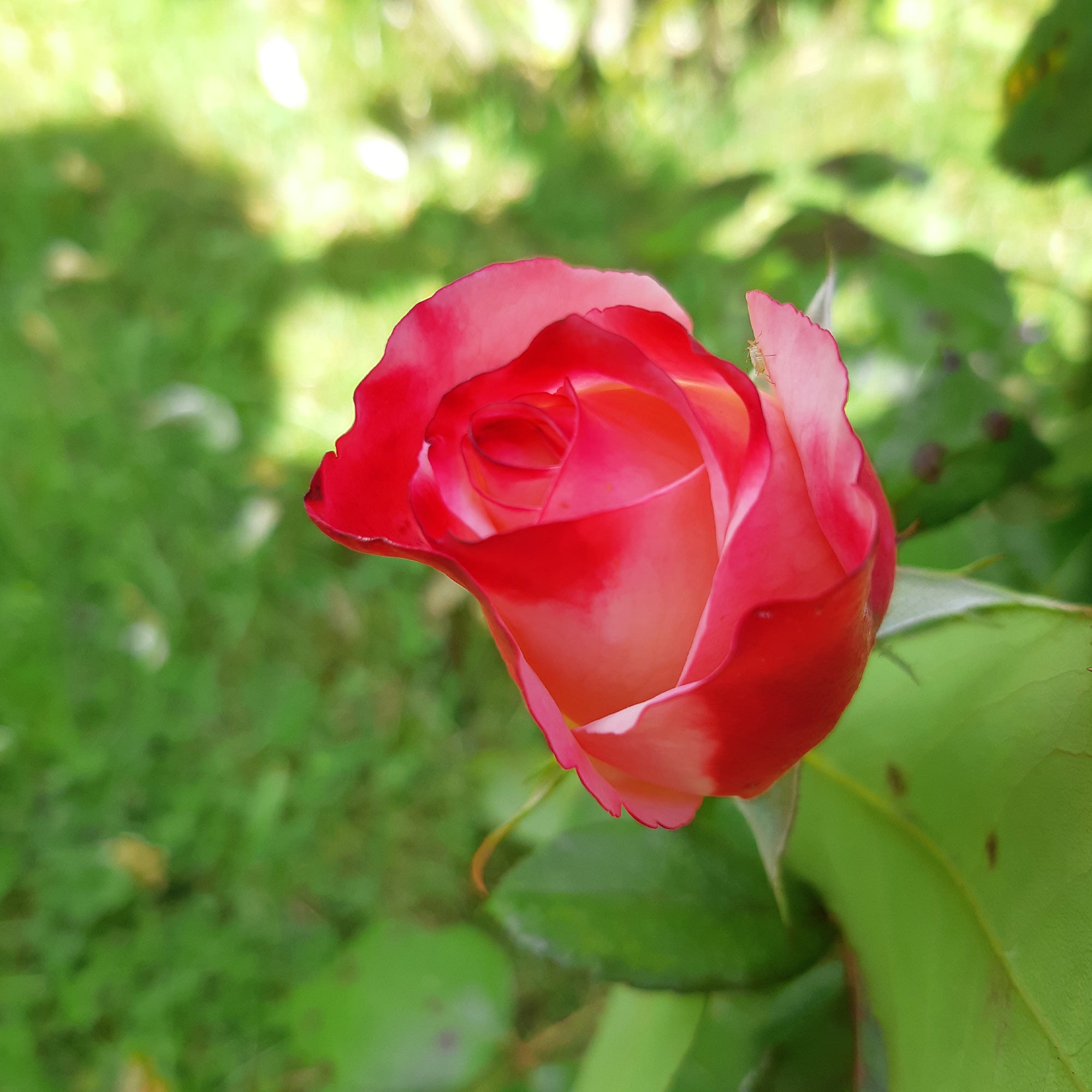 Bakker Rosier Nostalgie rosier buisson racine nue bicolore