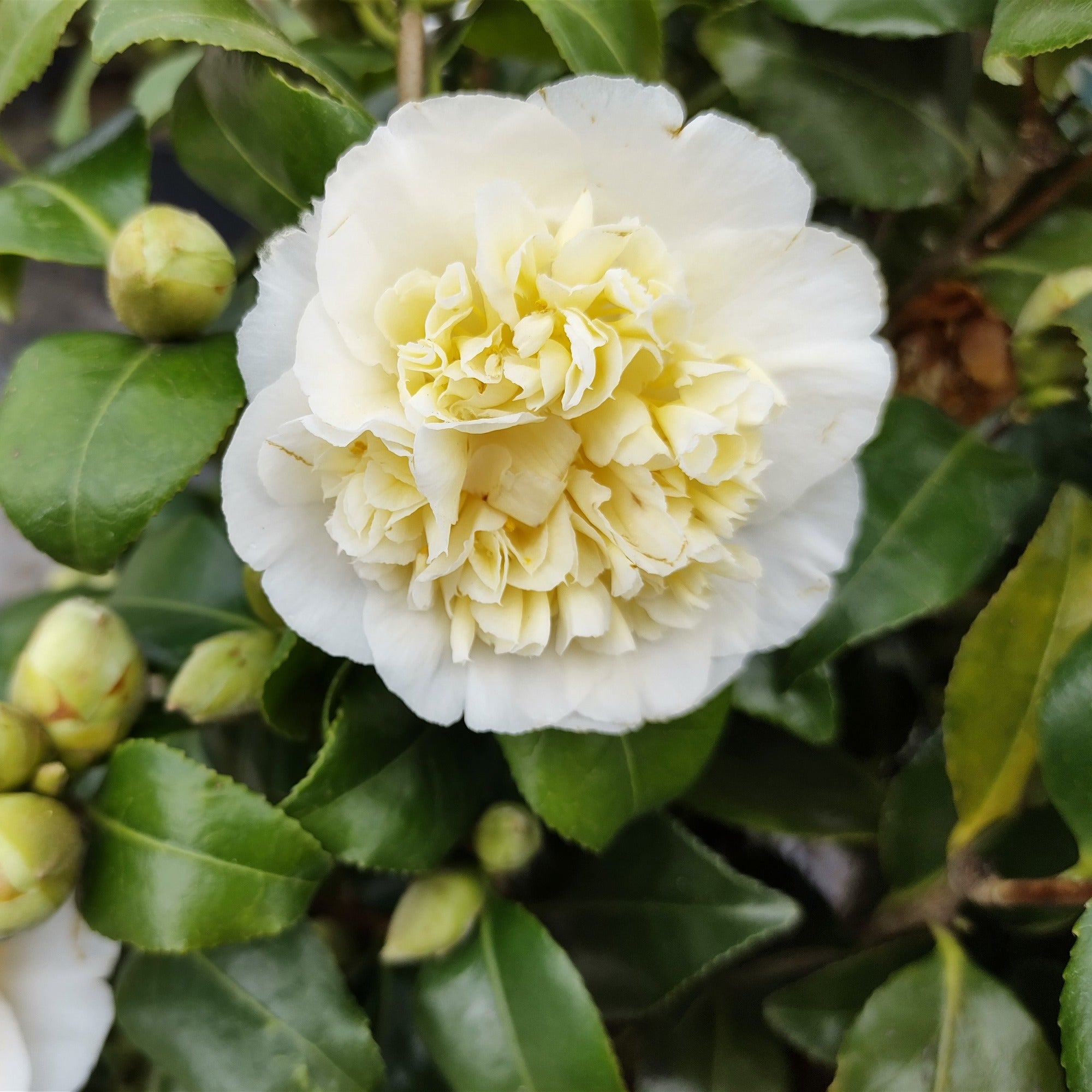 Bakker camélia Japon blanc double pot 2L