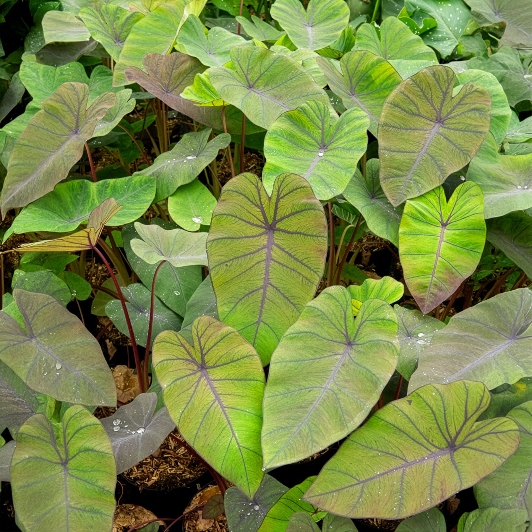 Bakker Colocasia Madeira oreille éléphant pot 9cm feuillage noir