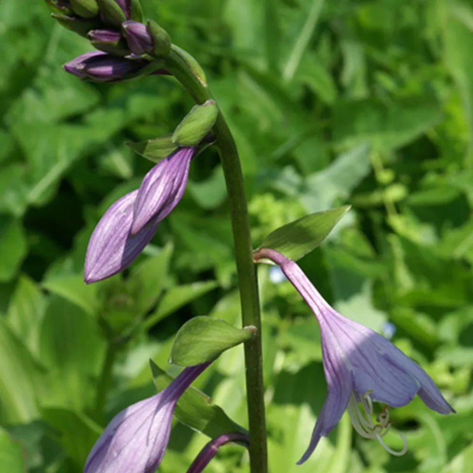 Bakker Hosta Elata plante vivace pot 8cm ombre