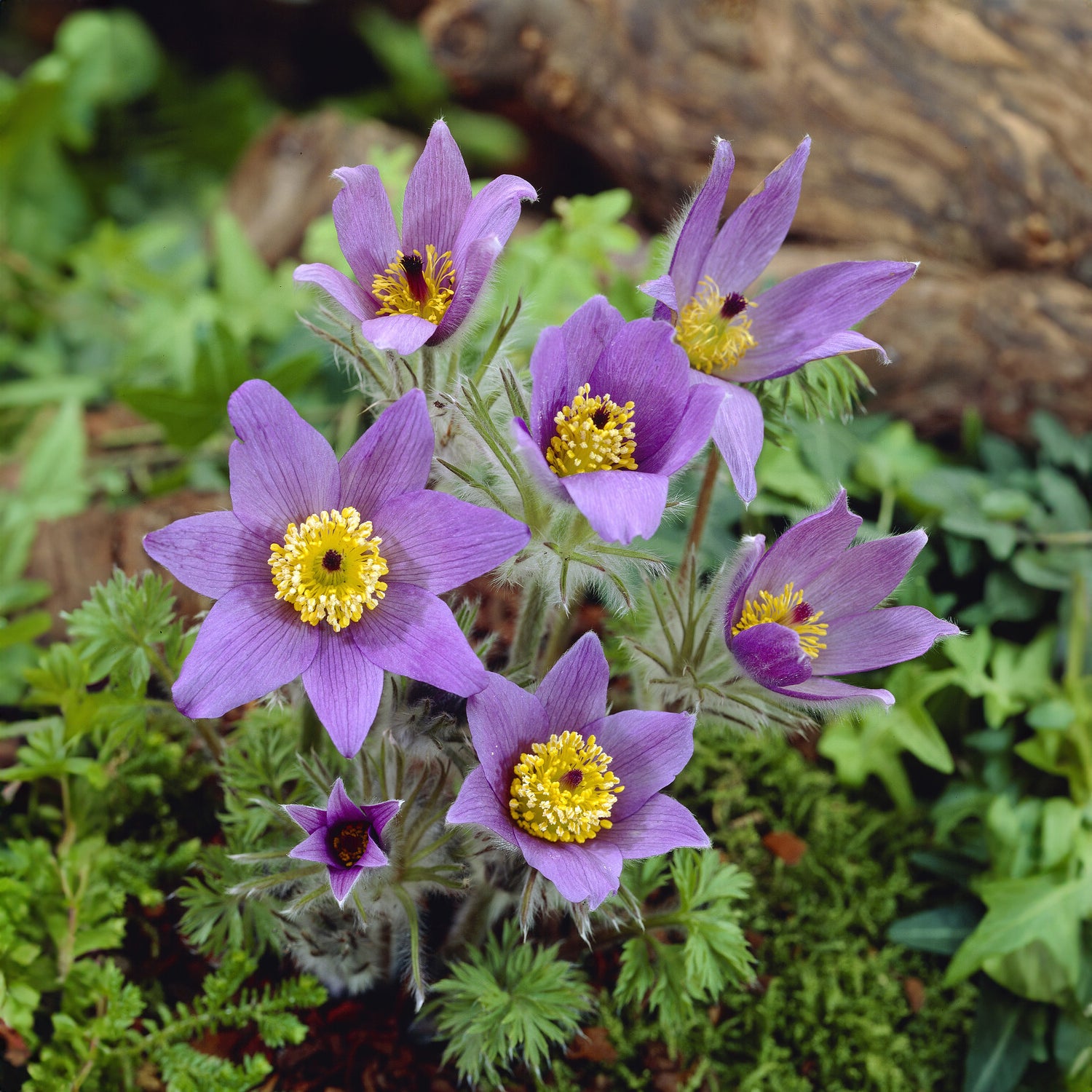 Bakker Plantes vivaces Anémone pulsatille fleur violette pot 9cm