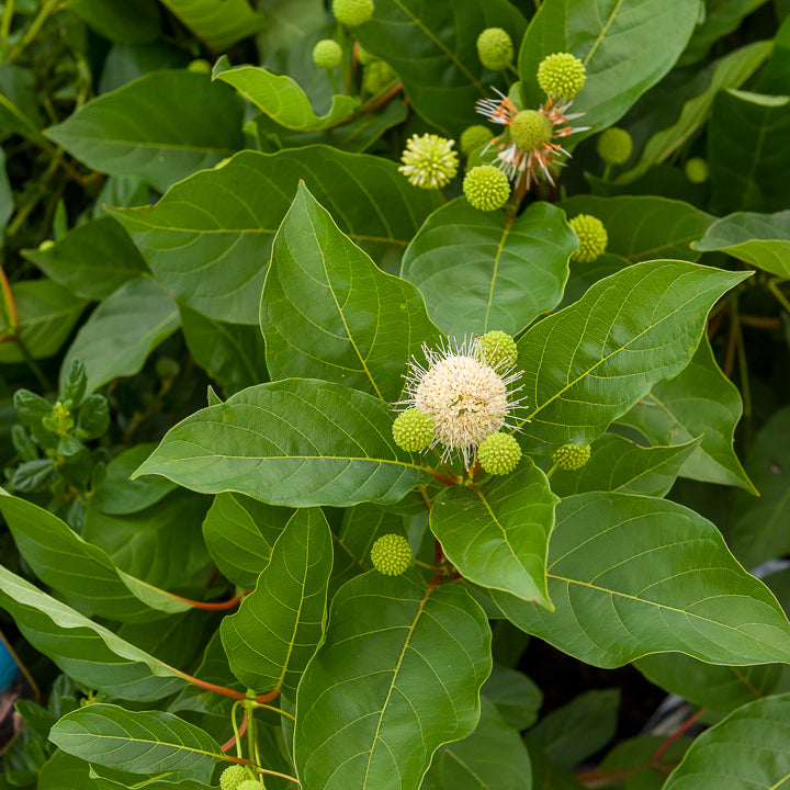 Bakker Cephalanthus occidentalis bois-bouton arbuste tige 50cm pot 3L