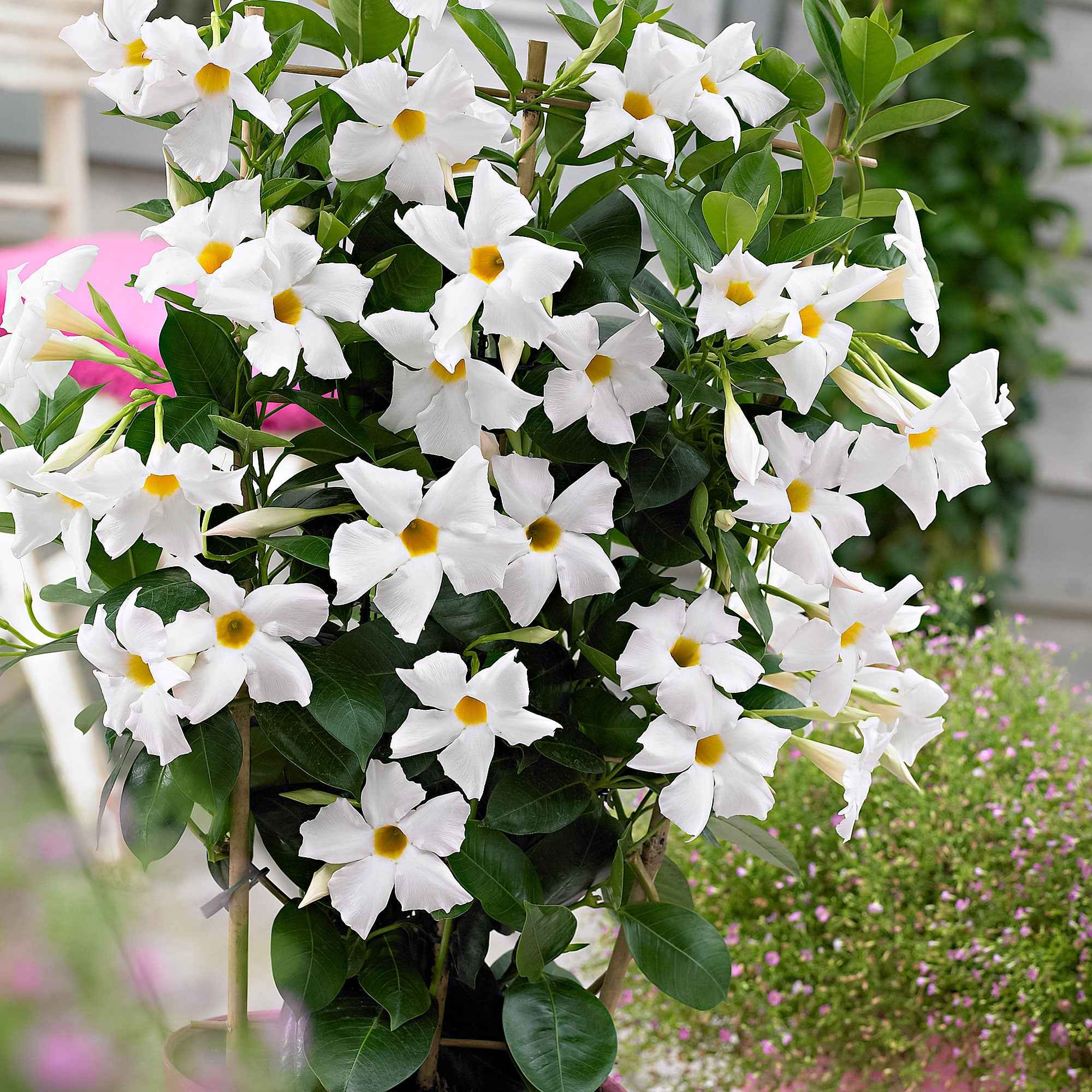 Bakker Jasmin du Brésil plante grimpante pot Ø10,5cm blanc