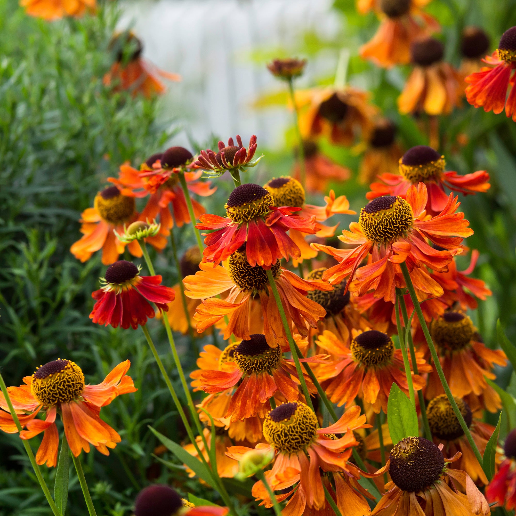 Bakker Moerheim Beauty hélénie vivace pot 9cm orange
