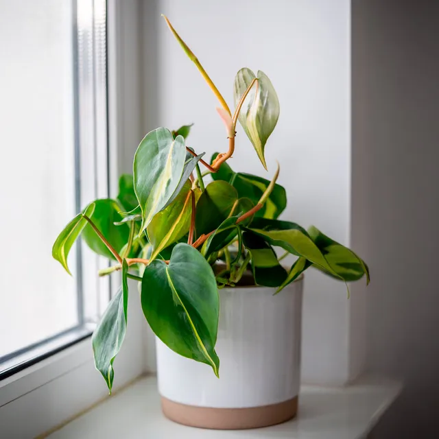 Bakker Philodendron Brasil scandens plante pot 11cm