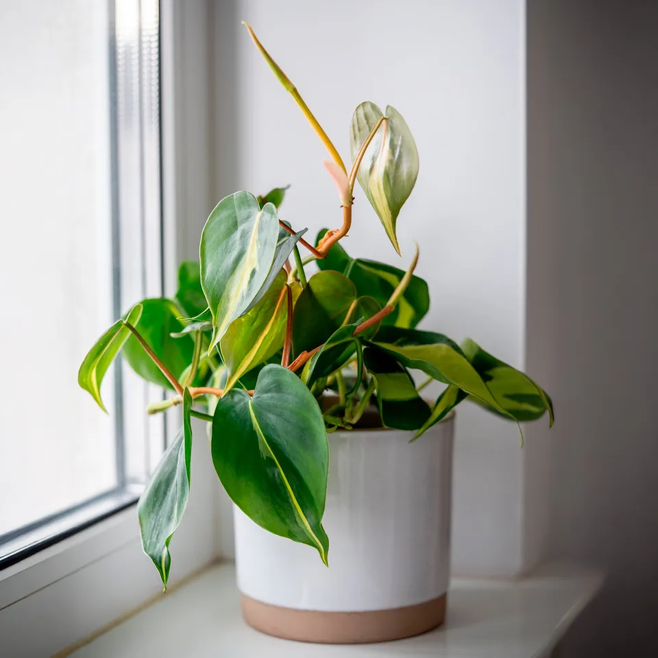 Bakker Philodendron Brasil scandens plante pot 11cm
