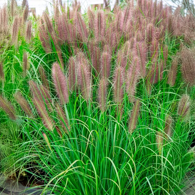 Bakker Pennisetum Red Head graminée pot Ø 9cm soleil