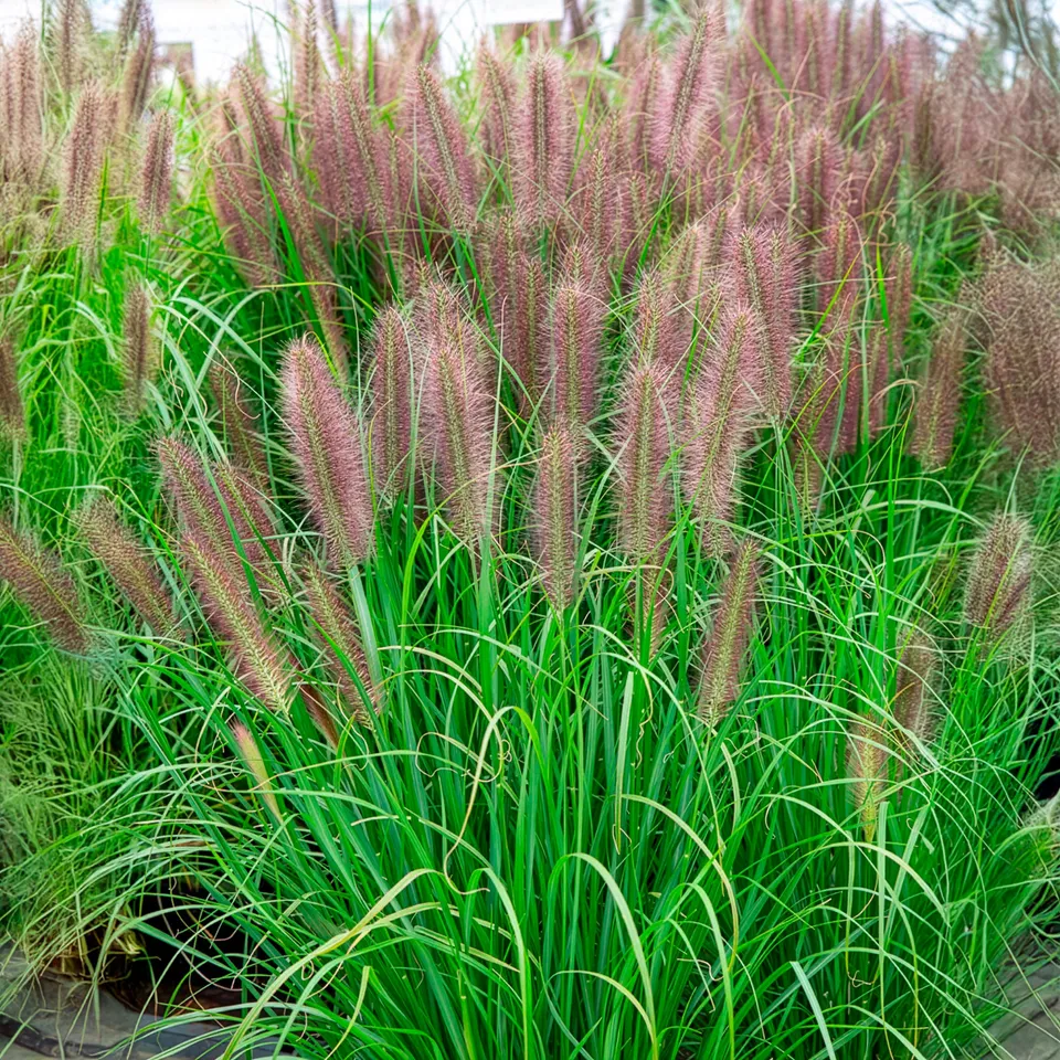 Bakker Pennisetum Red Head graminée pot Ø 9cm soleil