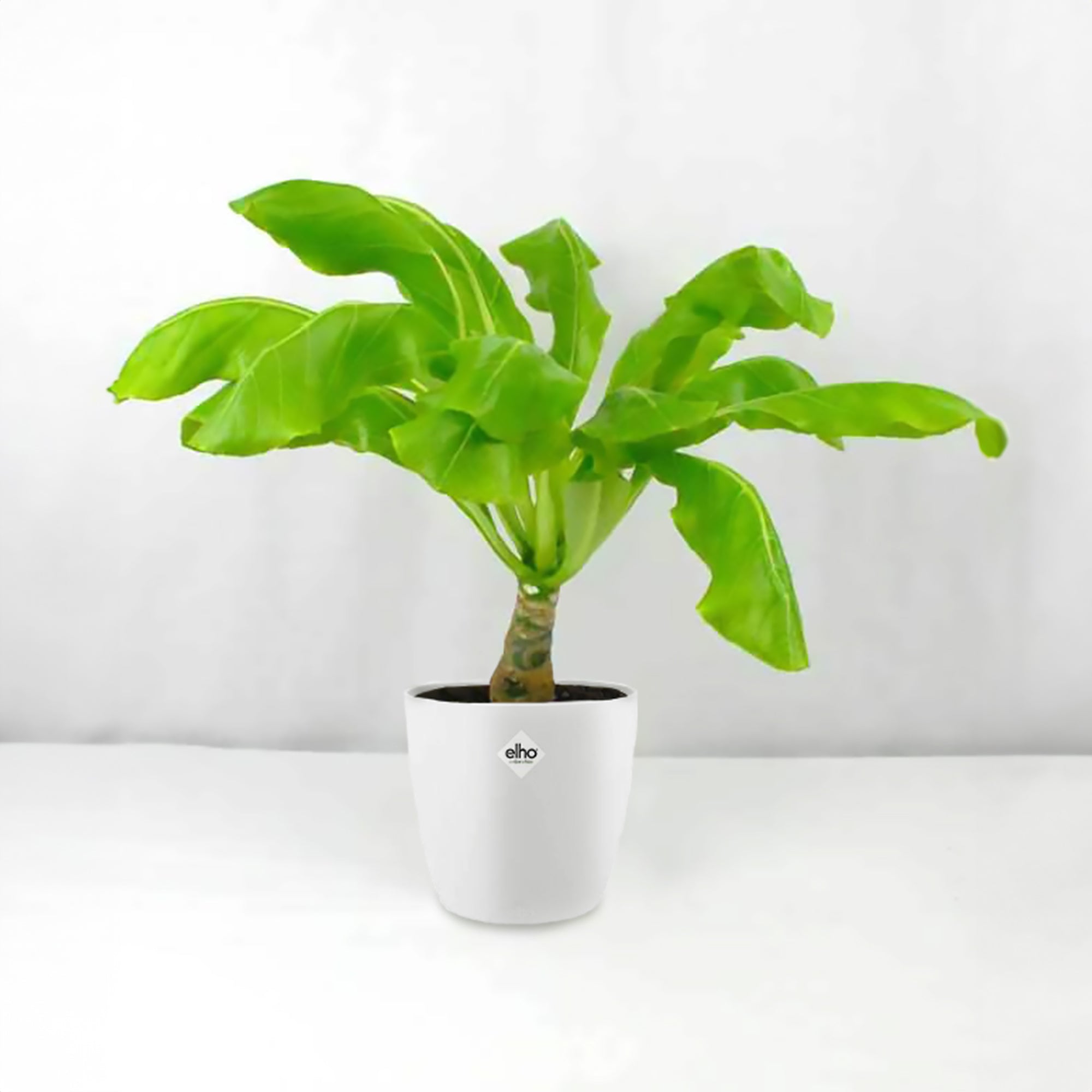 Bakker Plantes d'intérieur Palmier Hawaien plante 2 pots 12cm