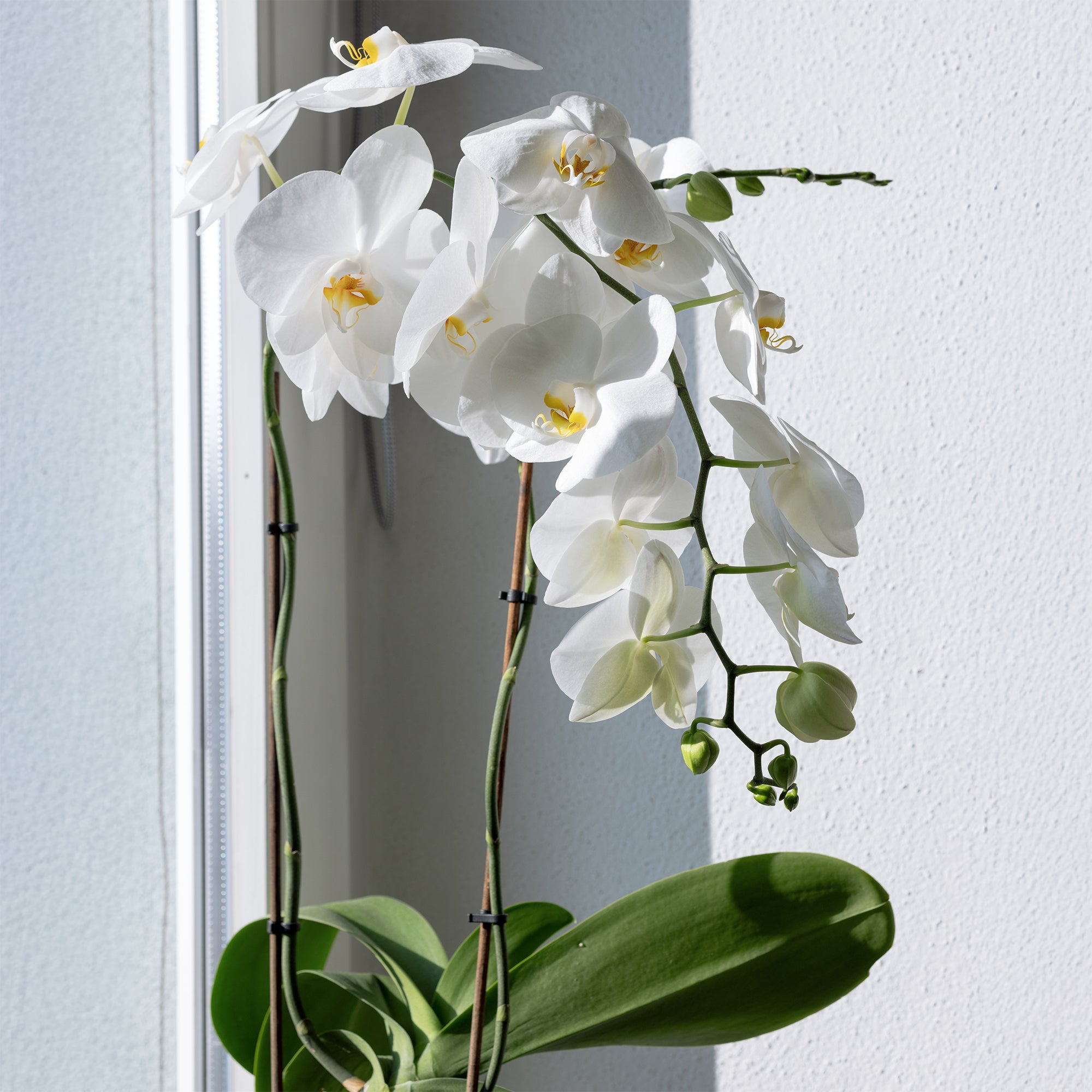 Bakker Orchidée blanche Phalaenopsis pot 12cm 40-50cm