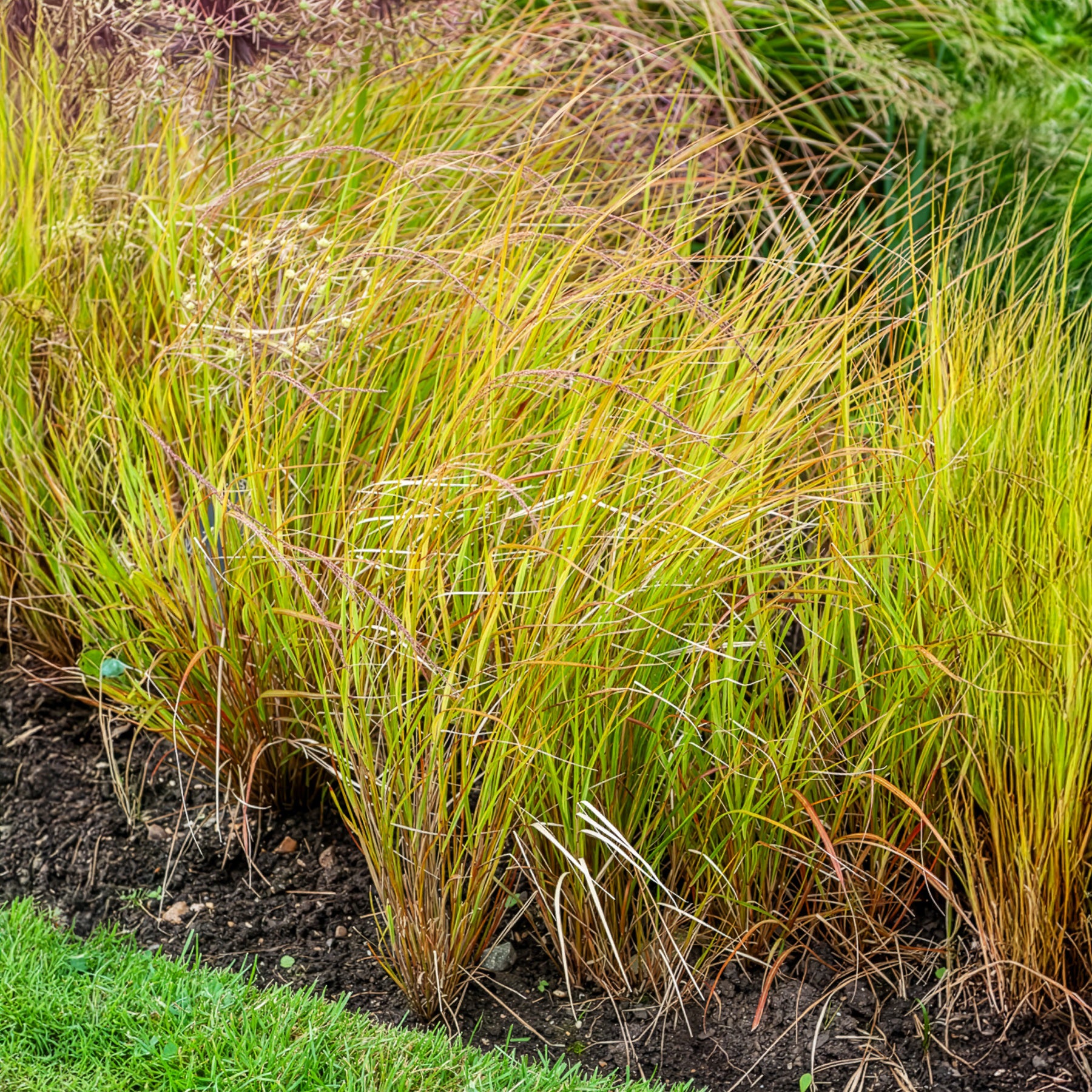 Bakker Stipa arundinacea graminée pot 8cm bronze