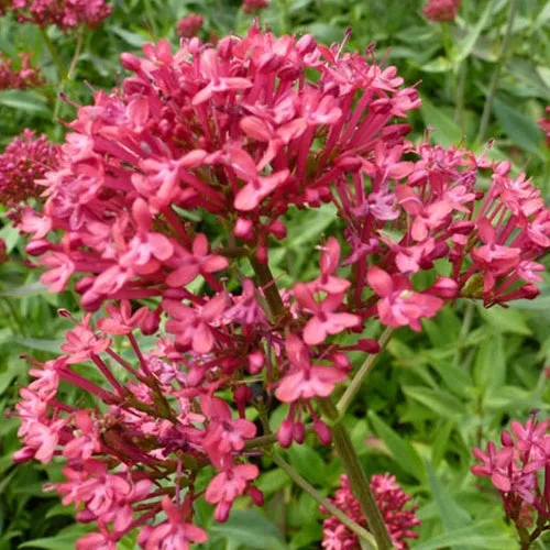 Bakker Rosenrot valériane 3 pots 9cm fleurs roses