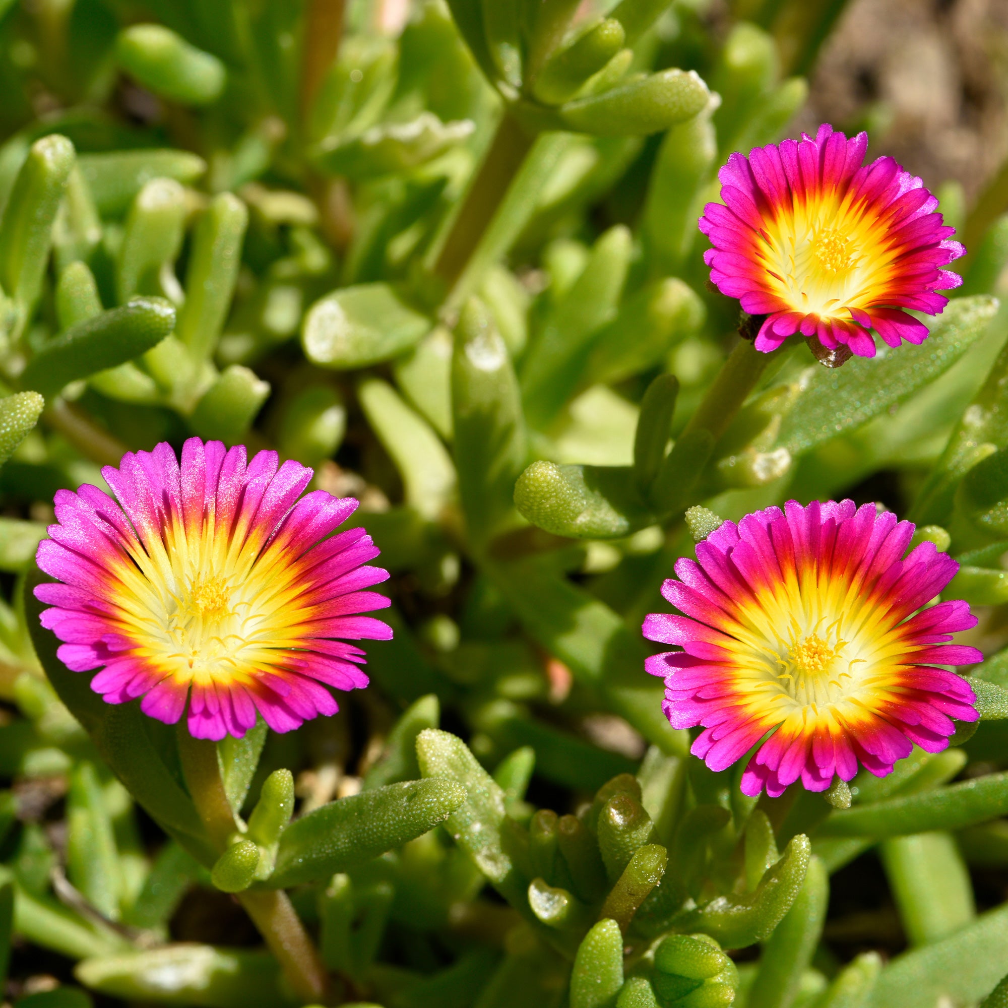 Bakker Delosperma Wheels Wonder Hot Pink vivace pot Ø9cm