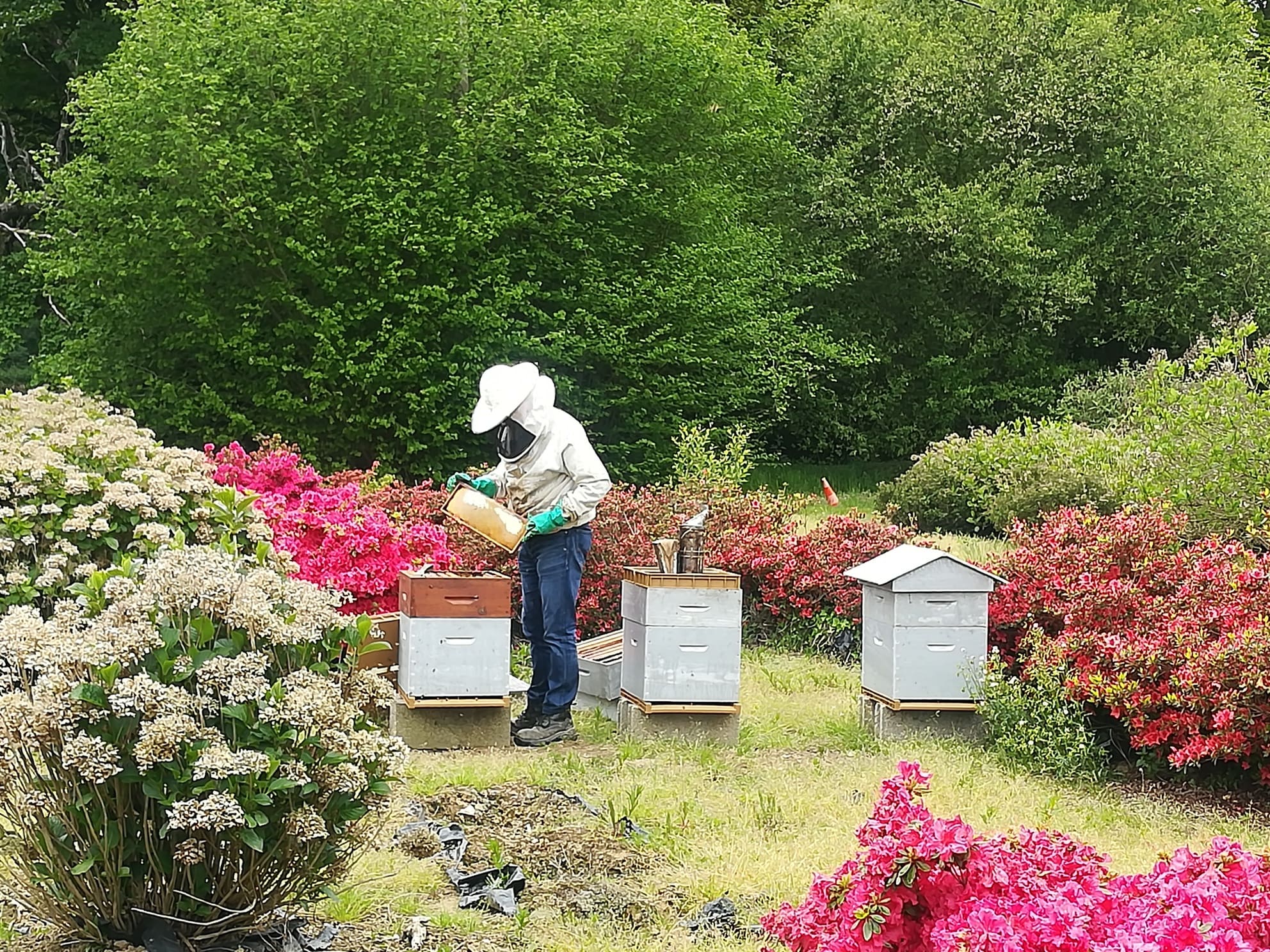 Les Hortensias du Haut Bois Miel et infusion miel Le rucher