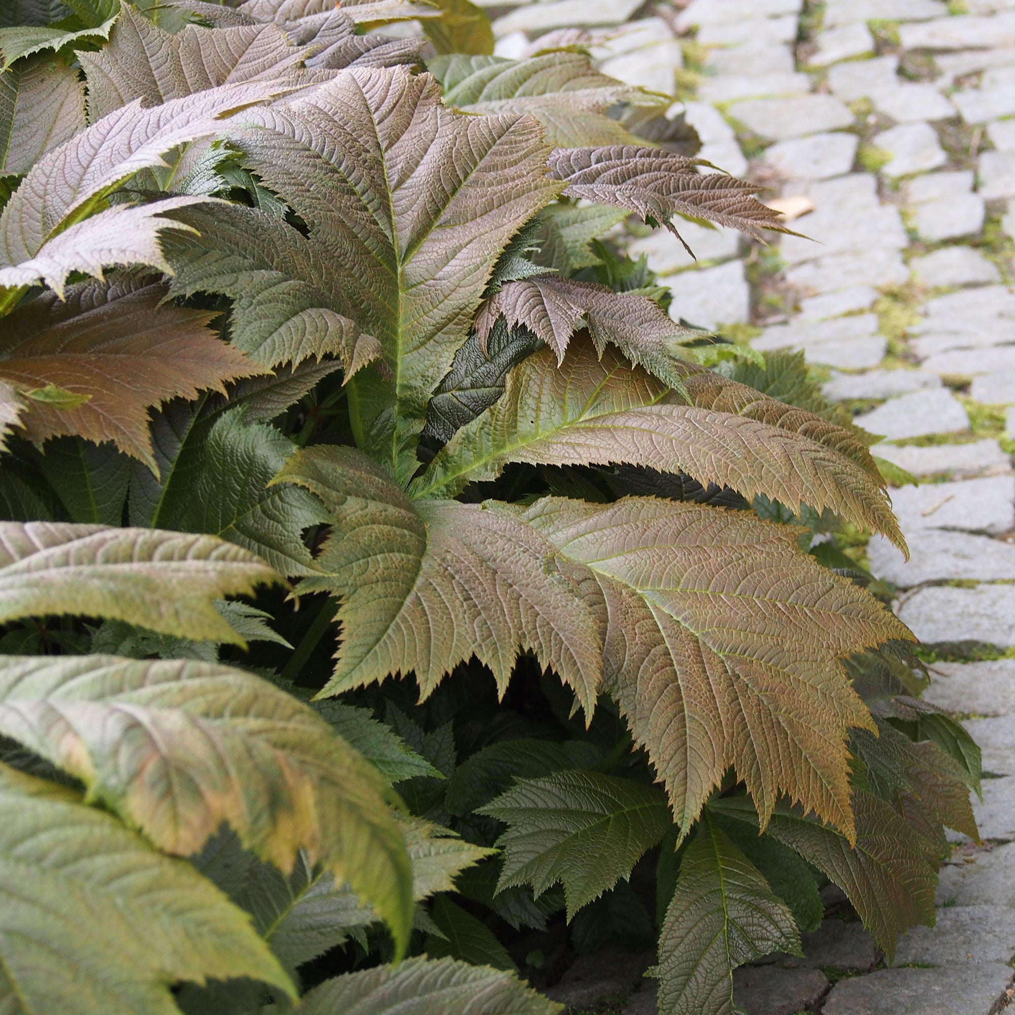 Bakker Rodgersia feuilles larges vivace pot 8cm crème