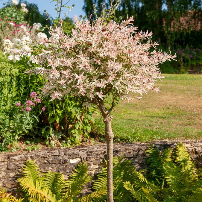 Bakker Saule crevette Flamingo tige pot 2L 60-70cm rose