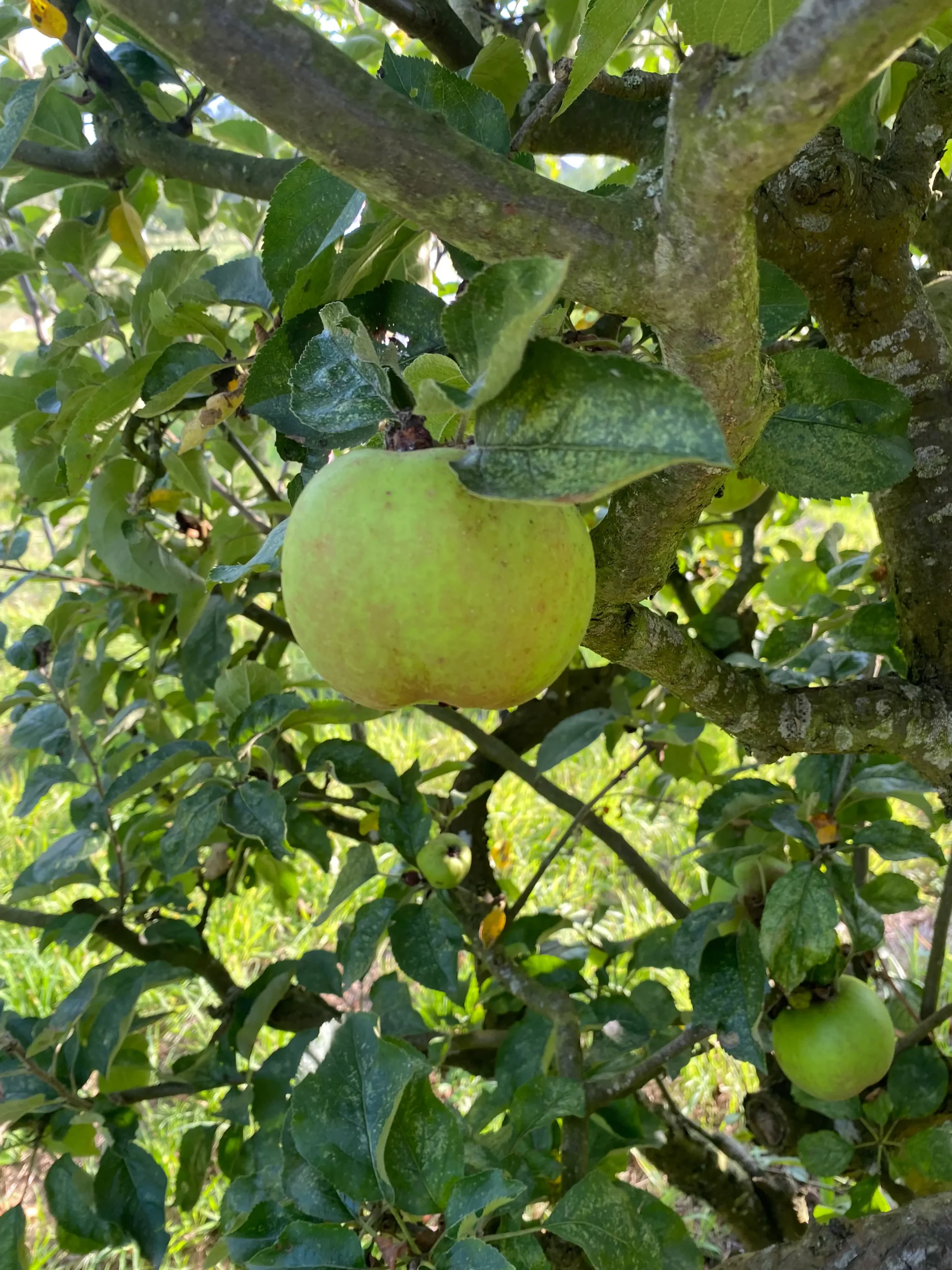 Michel Adam Canada Blanc pommier reinette octobre