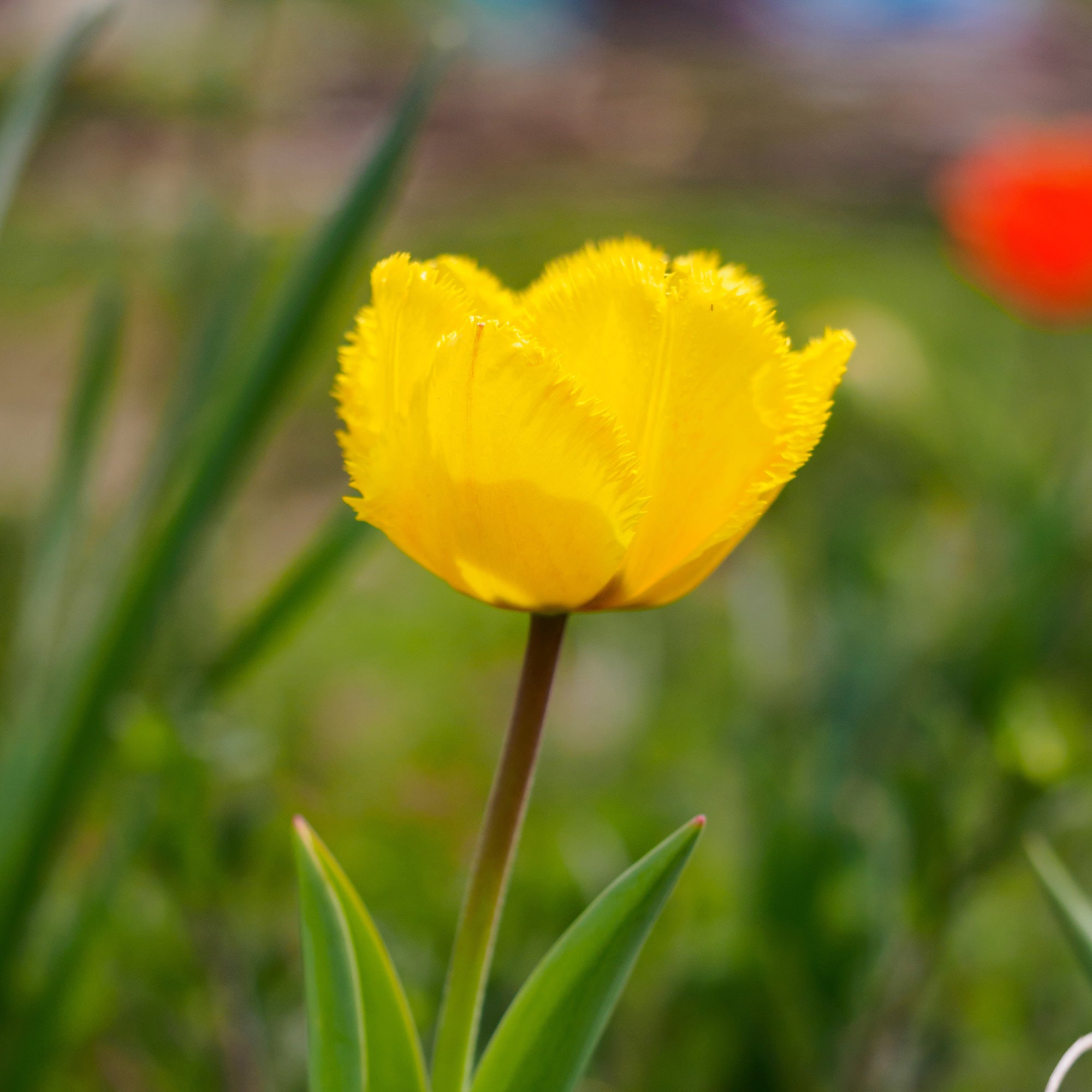 Bakker Tulipes Crystal Star bulbes jaunes 10 bulbes