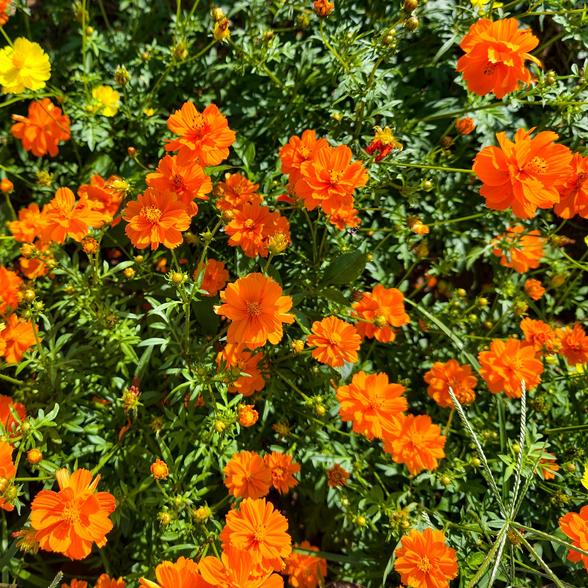 Bakker Brightlights cosmos graines orange sachet 1g