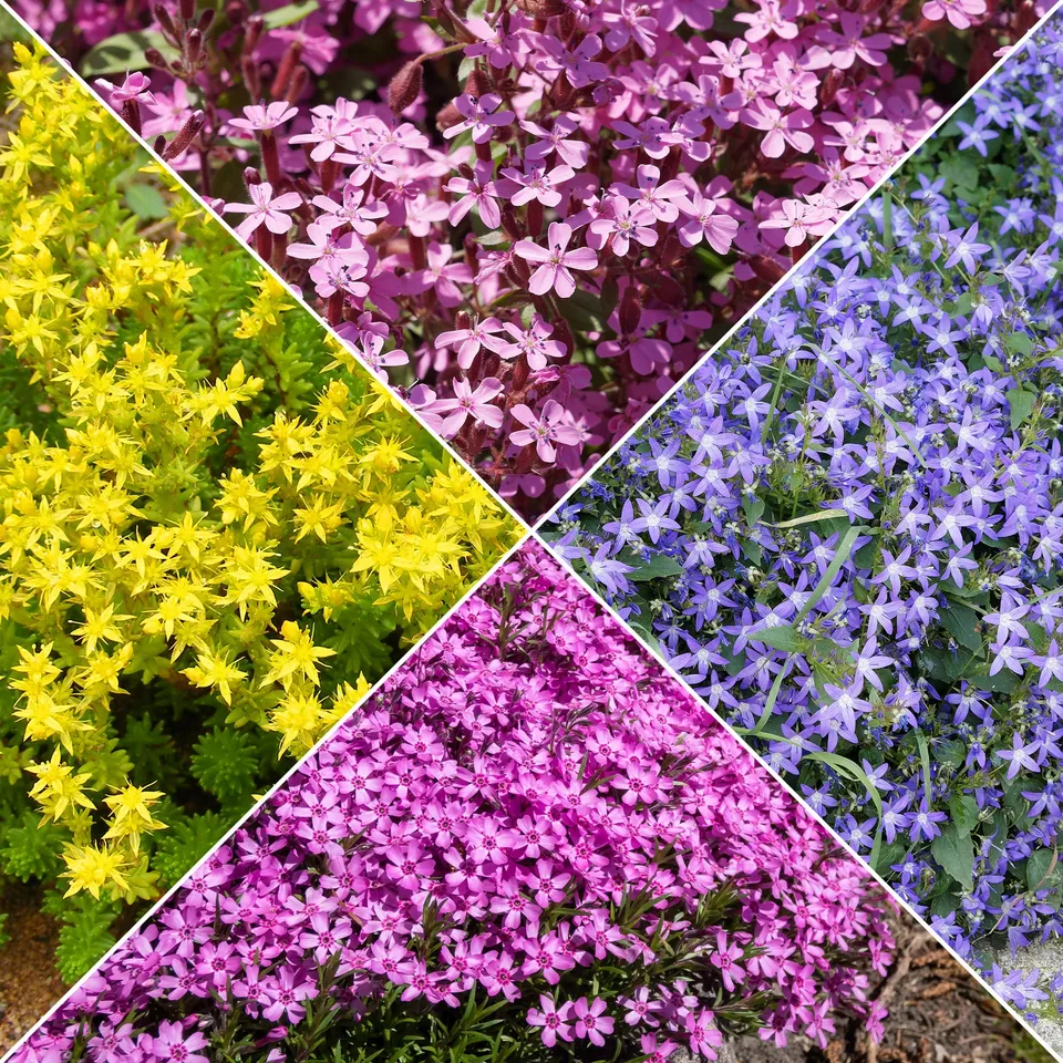 Bakker Plantes vivaces rampantes x15 couvre-sol 2 m² mélange