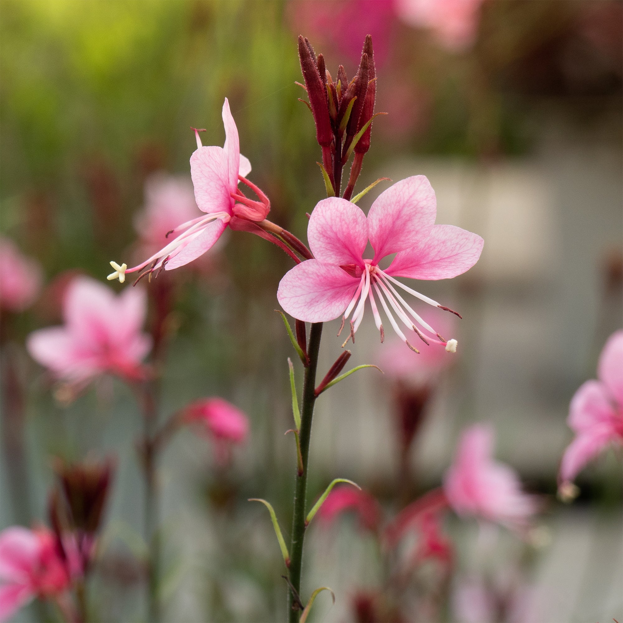 Bakker Gaura Siskiyou Pink vivace rose lot 2 pots 9cm