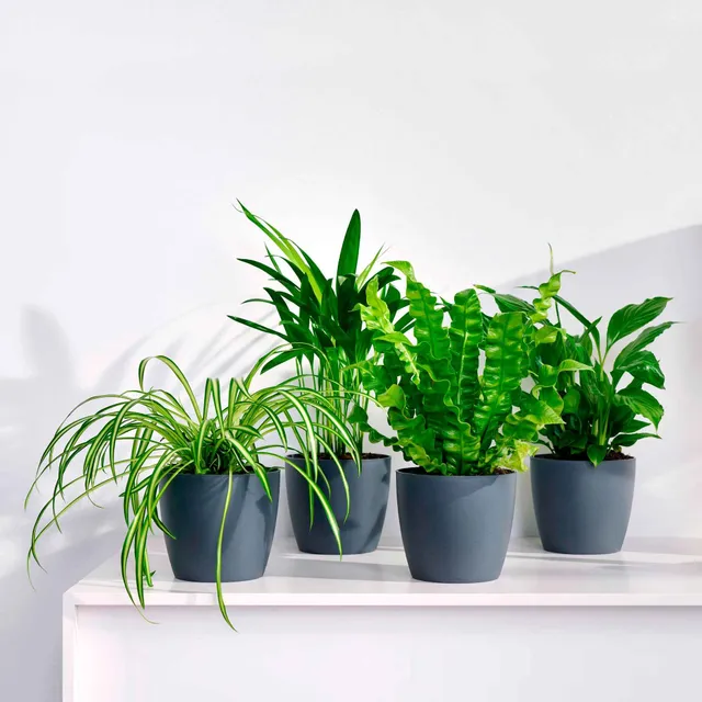Bakker Collection plantes dépolluantes vertes 8 pots gris 12cm