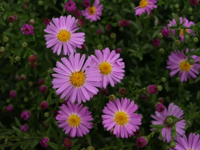 Passion Vivaces Aster dumosus Countess of Dudley vivace godet rose