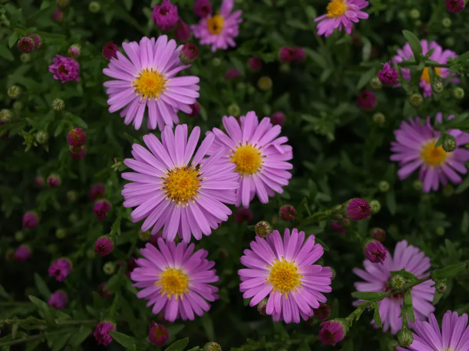 Passion Vivaces Aster dumosus Countess of Dudley vivace godet rose