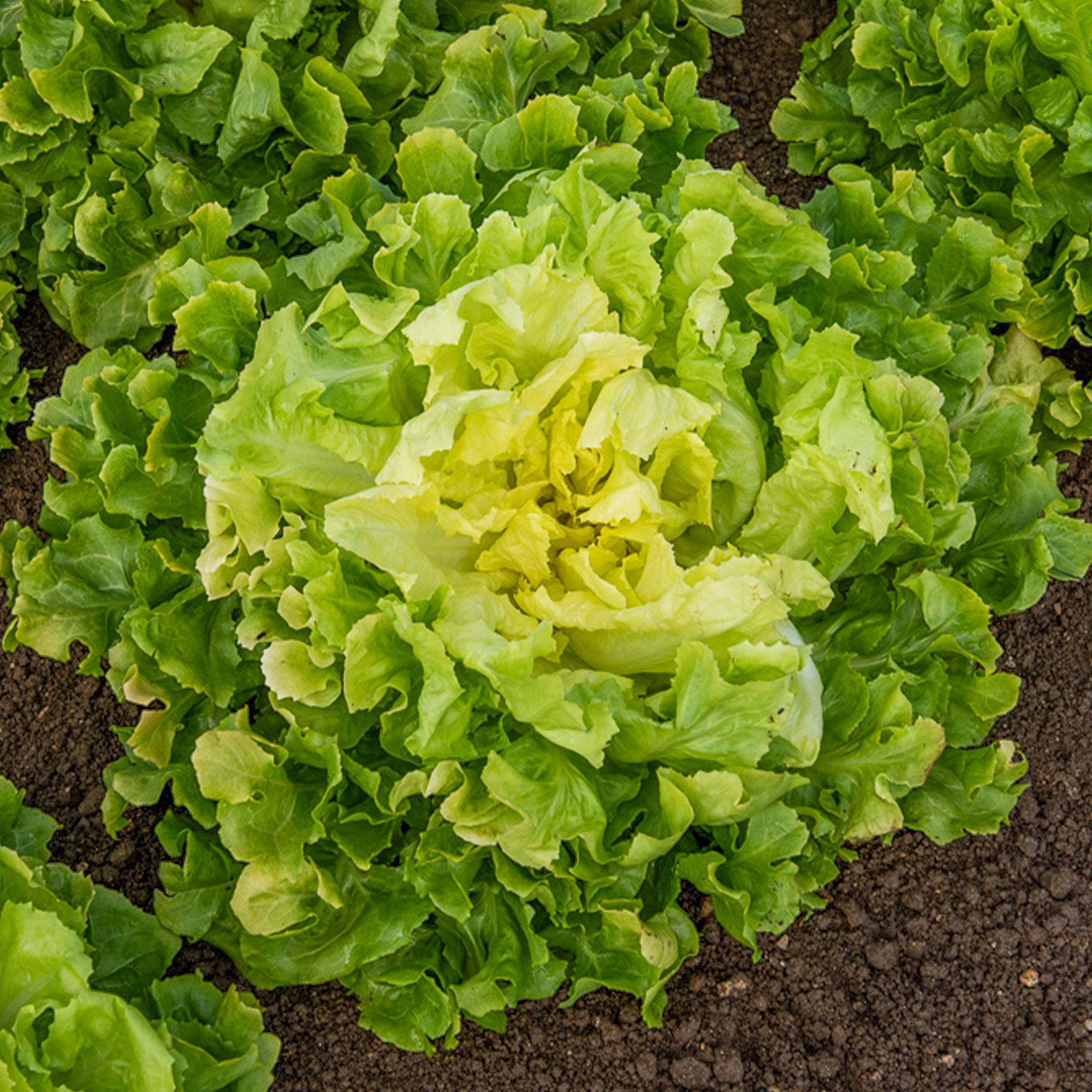 Bakker Chicorée Scarole Blonde Cœur Plein graine bio 3 g