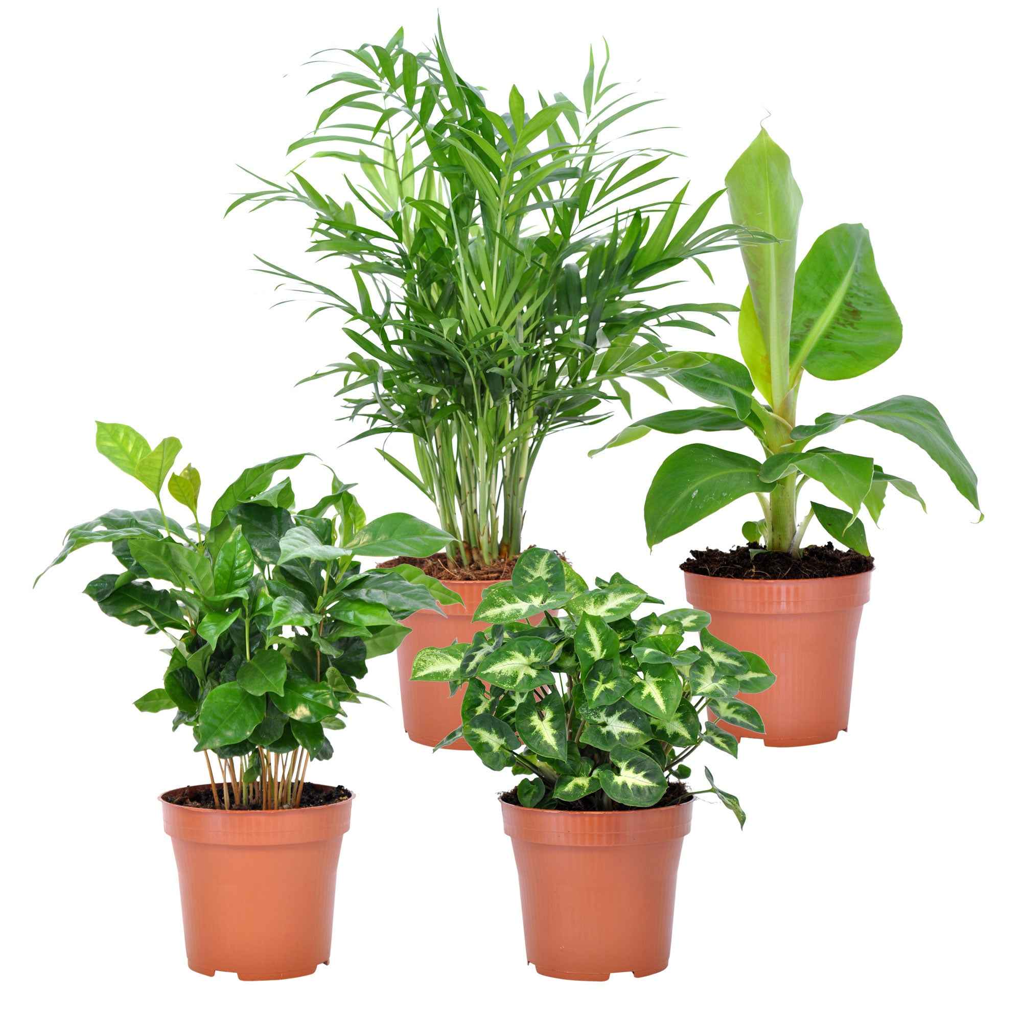 Bakker Collection 4 plantes tropicales pots 12cm palmier bananier