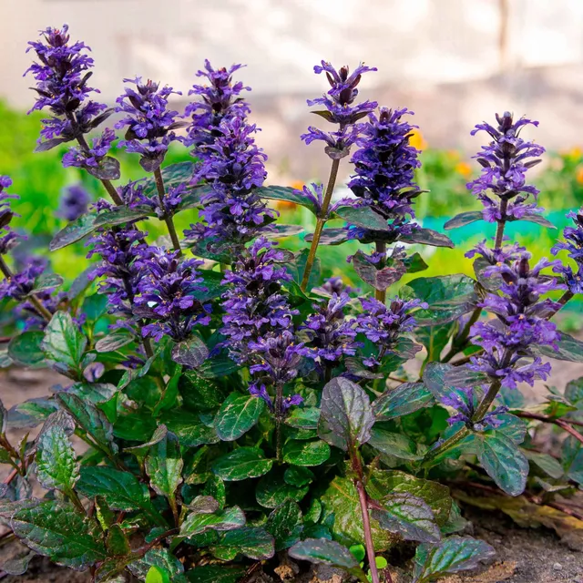 Bakker Bugle rampante Atropurpurea pot Ø9cm couvre-sol pourpre