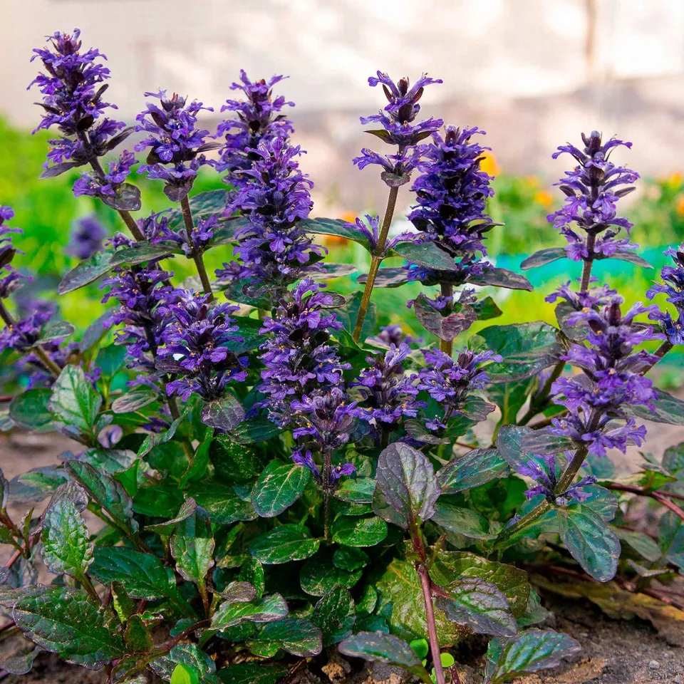 Bakker Bugle rampante Atropurpurea pot Ø9cm couvre-sol pourpre