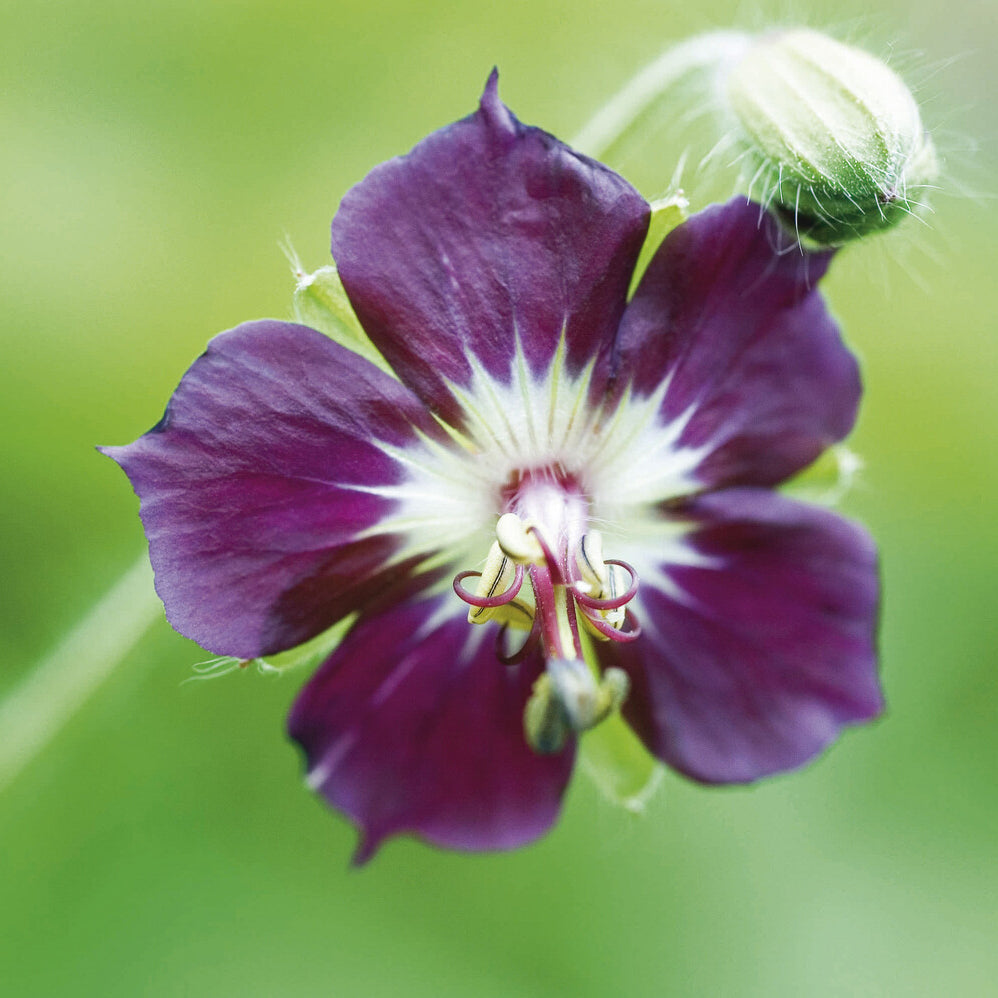 Bakker Géranium livide vivace violet pot 9cm