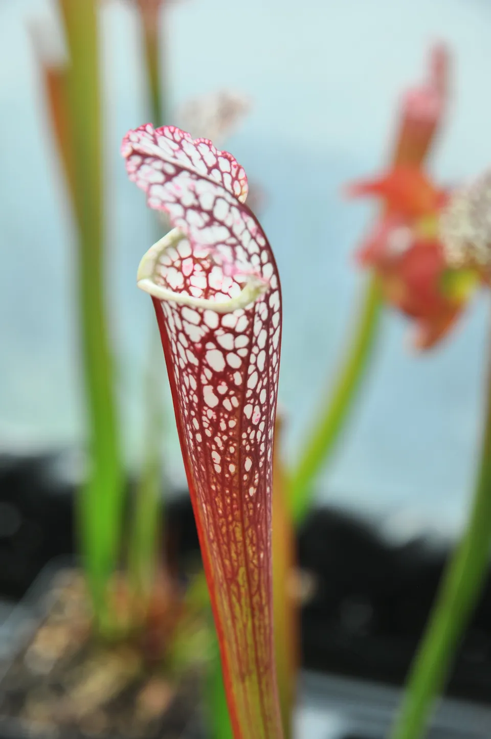 Carniflore Sarracenia leucophylla rouge plante carnivore 1 point 11 cm