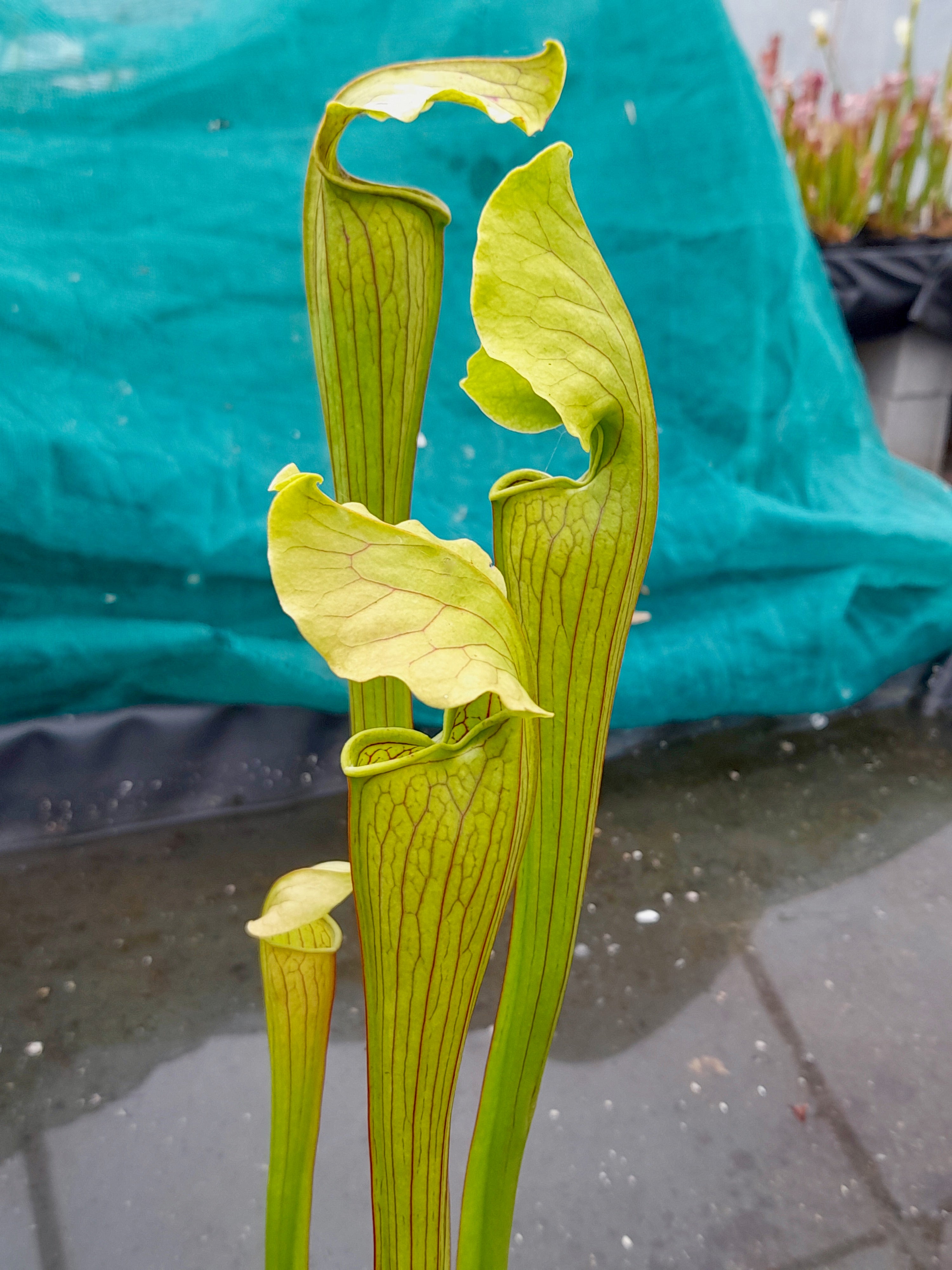 Carniflore Sarracenia x areolata fluted form plante carnivore 1 point